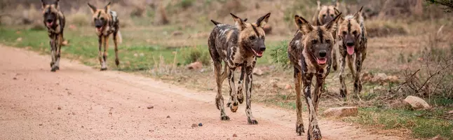 Wilde honden in het Krugerpark