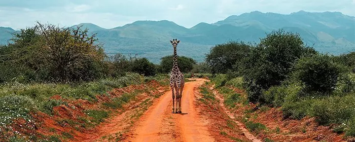 Een eenzame giraffe staat op een zandweg in Tsavo, Kenia