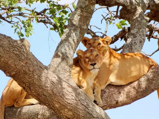 Bekijk de leeuwen die in de bomen klimmen in Nationaal park Lake Manyara