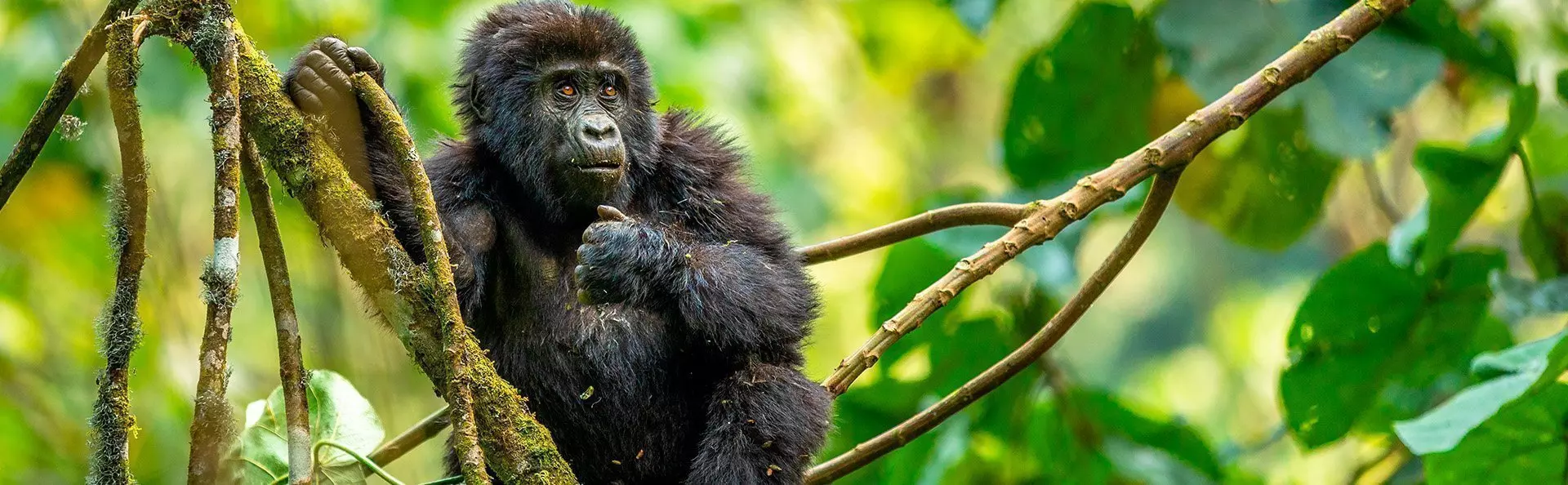 Babygorilla in een boom in de jungle