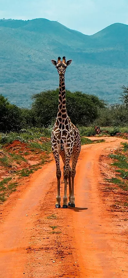 Een giraffe staat op een rode zandweg in het Tsavo Nationaal Park in Kenia