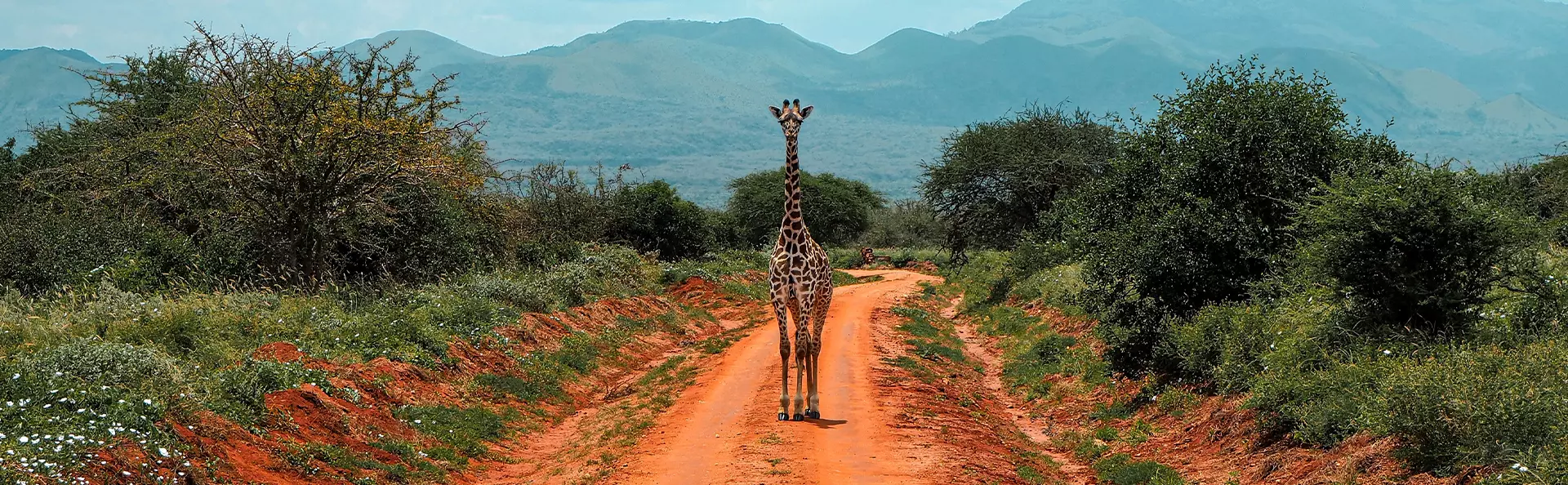 Een giraffe staat op een rode zandweg in het Tsavo Nationaal Park in Kenia