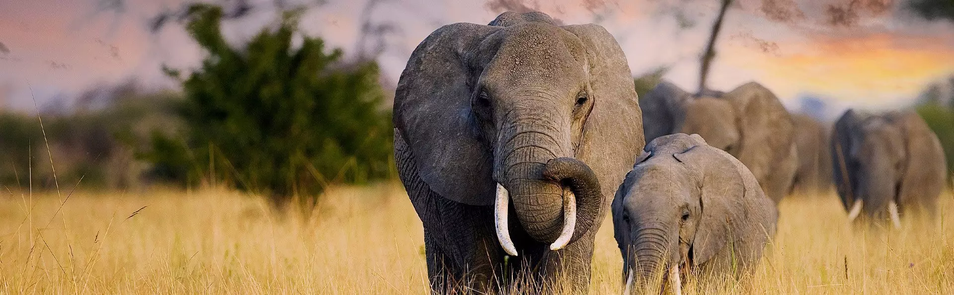 Olifanten lopen in de zonsondergang op de savanne