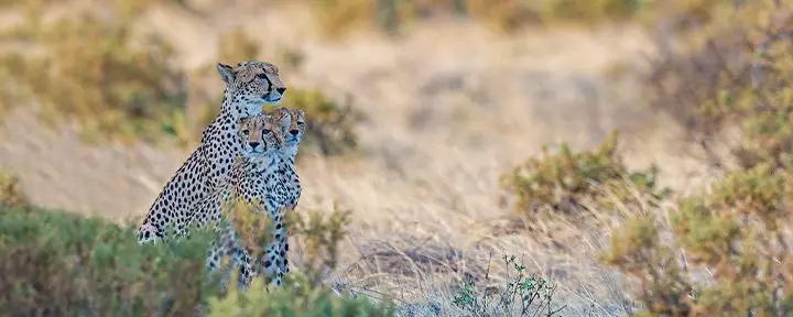 Cheeta met welpen in Samburu